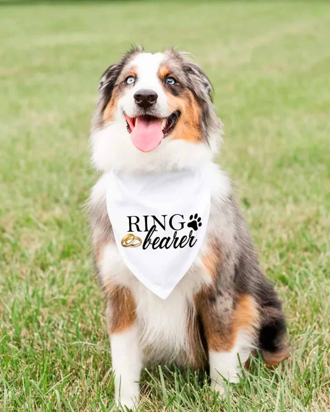 Bonus: For the Fur-Baby Ring Bearer