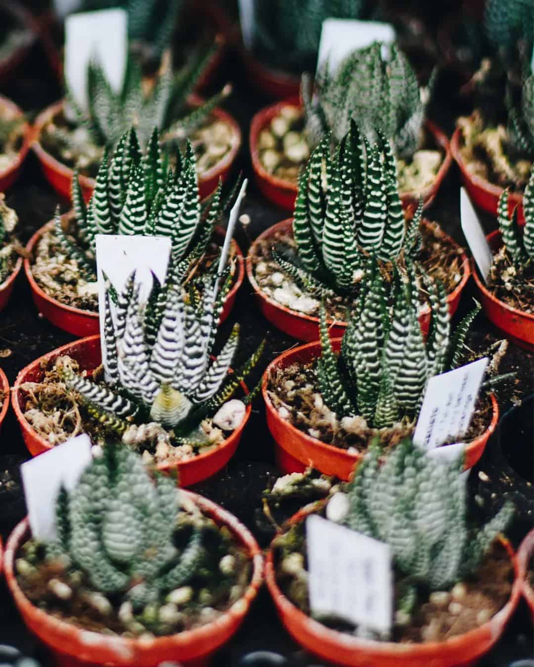 Sage Green Wedding Favors