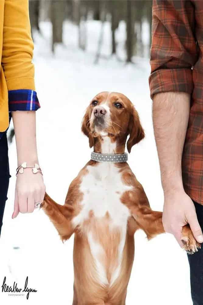 Winter Engagement Shoot With Your Dog