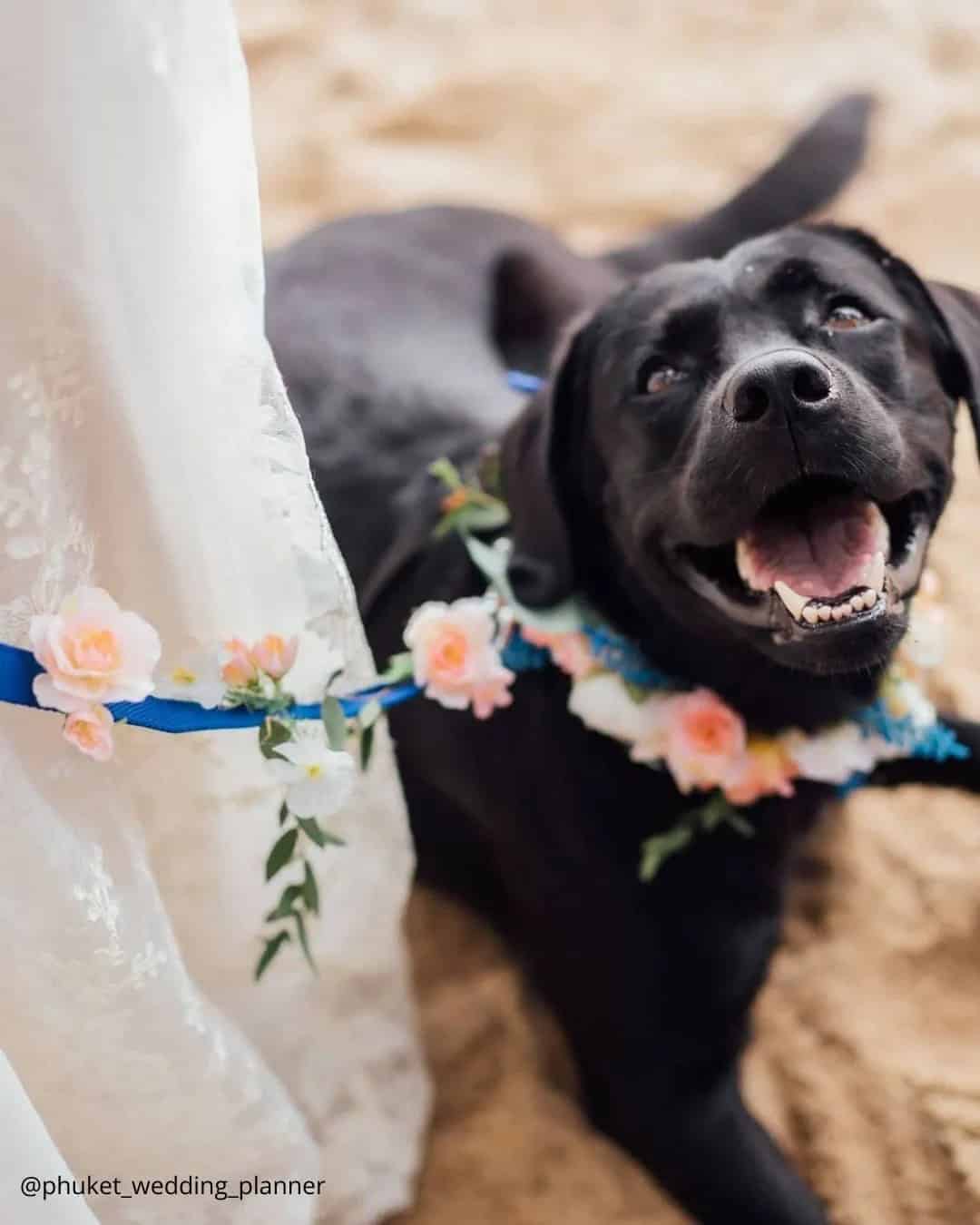 Cute Wedding Photos with Pets: Candid Moments with Furry Friends