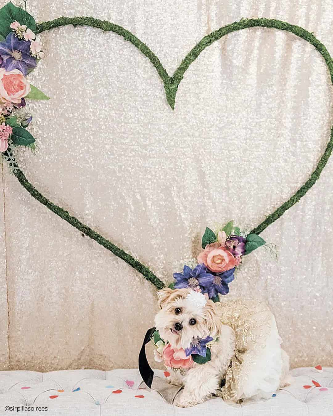 Cute Wedding Photos with Pets: Candid Moments with Furry Friends